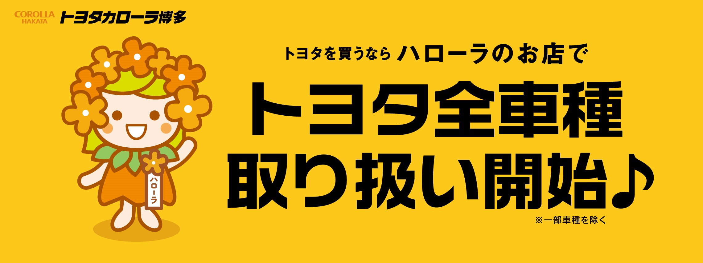 全車種取り扱い開始  トヨタカローラ博多